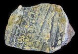 Columnar Stromatolite (Asperia) From Australia - Proterozoic #65034-1